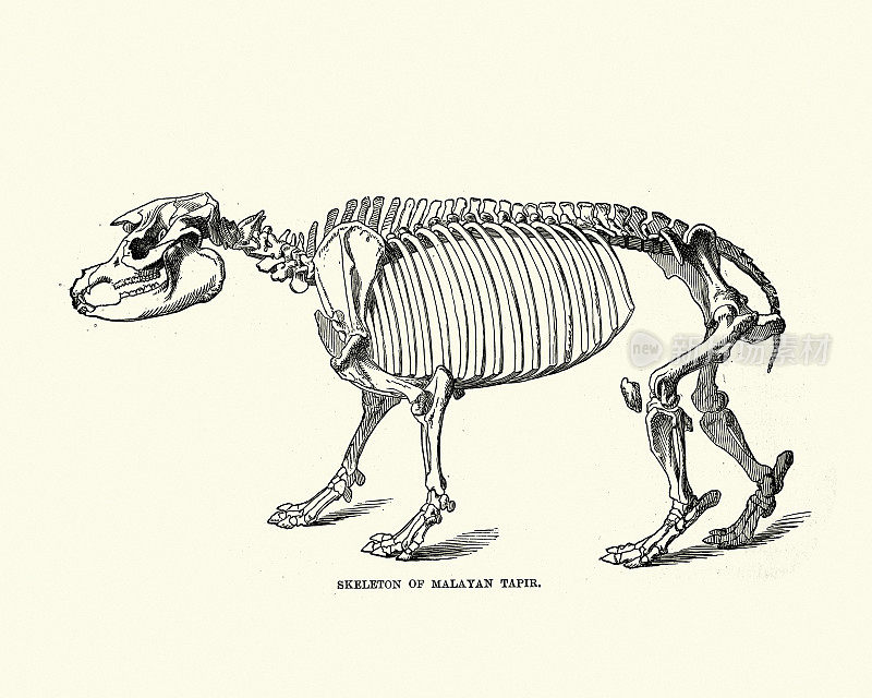 马来亚貘(Tapirus indicus)的骨架